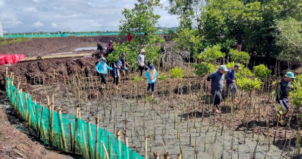 Jaga Kelestarian Kawasan Pesisir, 38 Ribu Batang Mangrove Ditanam di Bone