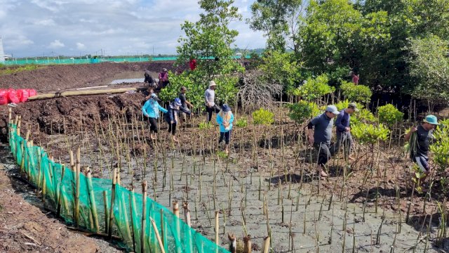 Kawasan mangrove di Bone. (Dok Istimewa)