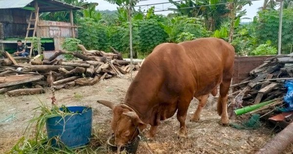 Sapi Seberat 1 Ton dari Presiden Jokowi Dikurbankan di Selayar