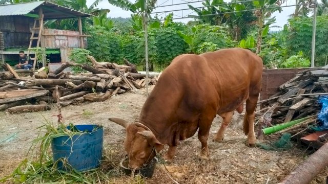 Sapi Seberat 1 Ton dari Presiden Jokowi Dikurbankan di Selayar