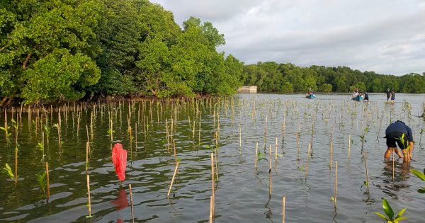 Tahun Ini 20.000 Bibit Mangrove Ditanam DKP Sulsel di Pangkep