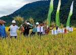 Petani Binaan PT Vale Panen Raya SRI Organik di Desa Kolono