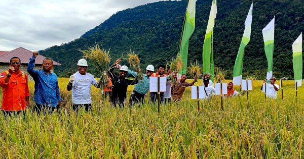 Petani Binaan PT Vale Panen Raya SRI Organik di Desa Kolono