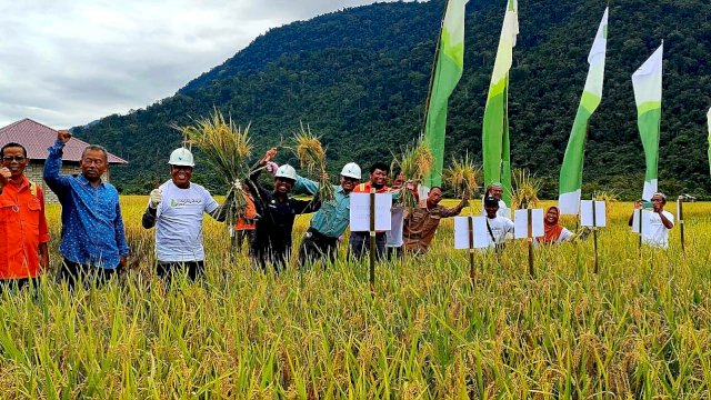 Panen raya padi SRI Organik di Desa Kolono, Kecamatan Bungku Timur Morowali, Sulawesi Tengah (Sulteng).