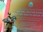 Bantuan Benih Padi Andalan Pemprov Sulsel Sudah Tersalurkan 100%