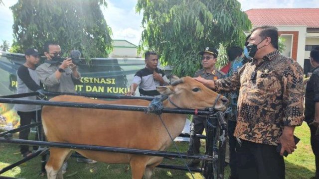 Pada Ahad (17/7/2022), Inspektorat Jendral (Irjen) Kementrian Pertanian Jan S Maringka terpaksa mengambil langkah tegas dengan menyembelih sejumlah hewan ternak di Maros yang terinfeksi PMK. (Istimewa) 