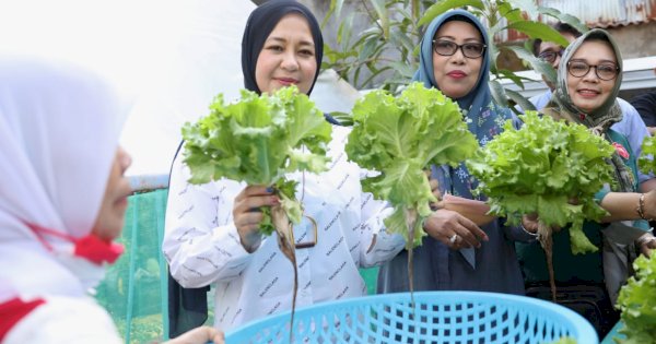 Kunjungi Longwis Bara-Baraya, Fatma Panen Selada 