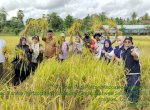 Bantuan Mandiri Benih Mulai Panen di Bone, Hasilnya Berkisar 8 Hingga 10 Ton Per Hektar
