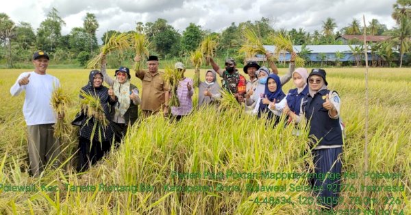 Bantuan Mandiri Benih Mulai Panen di Bone, Hasilnya Berkisar 8 Hingga 10 Ton Per Hektar