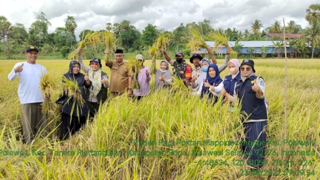 Petani di Kabupaten Bone memanen padi hasil program Mandiri Benih oleh Pemprov Sulsel