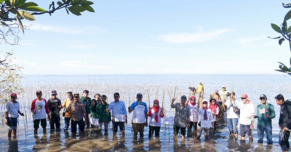 Rawat Ekosistem, CDK Bosowasi Tanam 38 Ribu Batang Mangrove di Pancaitana Bone