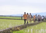 Sulsel Jadi Pemasok Beras Terbanyak di Indonesia pada September 2022