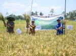 Dari Lahan Tidur, Kini Warga Desa Kariango Nikmati Panen Perdana