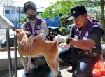 Peringati Hari Rabies Sedunia 2022, PDHI Gorontalo Gelar Vaksinasi Rabies