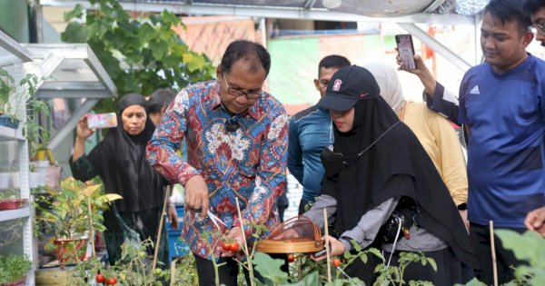 Kunjungi Longwis Haderslave Kelurahan Maloku, Danny Pomanto Panen Tomat dan Pakcoy