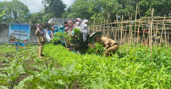 Taman Wisata Gizi Kecamatan Pattalassang Panen Perdana