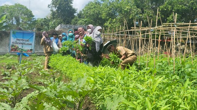 Taman Wisata Gizi Kecamatan Pattalassang kolaborasi dengan Institut Teknologi Pertanian telah melakukan panen perdana, kemarin (17/10/2022). 