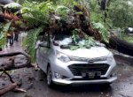 Pohon Tumbang di Makassar Timpa Mobil yang Melintas 