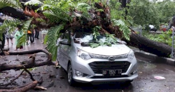 Pohon Tumbang di Makassar Timpa Mobil yang Melintas 