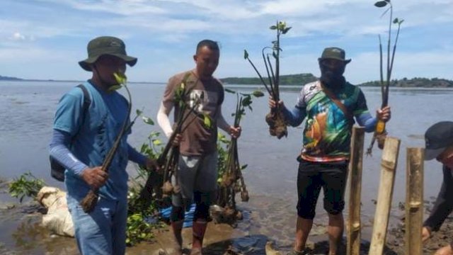 Anggota Kesatuan Pengelolaan Hutan (KPH) Gorontalo Utara saat melakukan penanaman bibit mangrove di Desa Tiola Kecamatan Ponelo Kepulauan, Jumat (25/11/2022). 