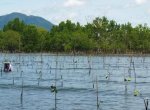 Kurangi Risiko Bencana, Pemprov Gorontalo Gelar Identifikasi Mangrove