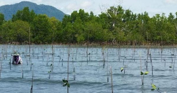 Kurangi Risiko Bencana, Pemprov Gorontalo Gelar Identifikasi Mangrove