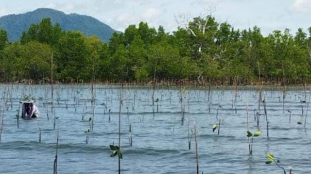 Seorang masyarakat saat melakukan penanaman mangrove di Desa Dambalo, Kecamatan Tomilito, Kabupaten Gorontalo Utara, Kamis (24/11/2022). 