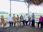 Di Kebun Tebu Mojokerto, Presiden Jokowi Dorong Kemandirian Gula Nasional