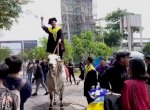 Viral di Medsos, Mahasiswa Hadiri Wisuda Dengan Menunggangi Sapi 