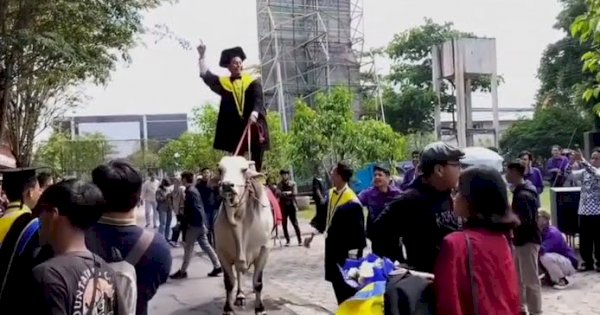 Viral di Medsos, Mahasiswa Hadiri Wisuda Dengan Menunggangi Sapi 