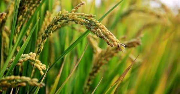 Hari Pangan Sedunia, Stok Beras Sulsel Masih Surplus Ditengah El Nino