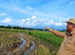 Bupati Maros Kunjungi Lokasi Serangan Hama Burung Pipit yang Rugikan Petani