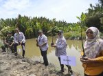 5000 Mangrove Ditanam di 300 Hektare Pesisir Luwu Utara