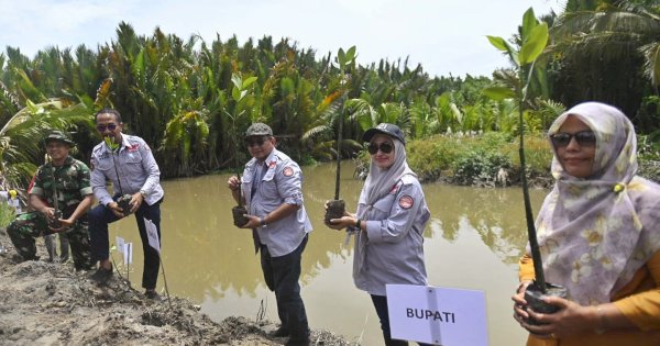 5000 Mangrove Ditanam di 300 Hektare Pesisir Luwu Utara