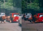 Viral Perkelahian Dua Ekor Singa di Taman Safari Sampai Seruduk Mobil Pengunjung
