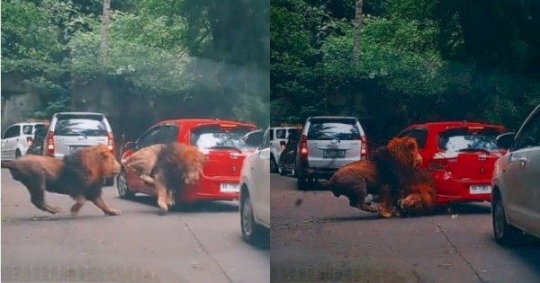 Viral Perkelahian Dua Ekor Singa di Taman Safari Sampai Seruduk Mobil Pengunjung