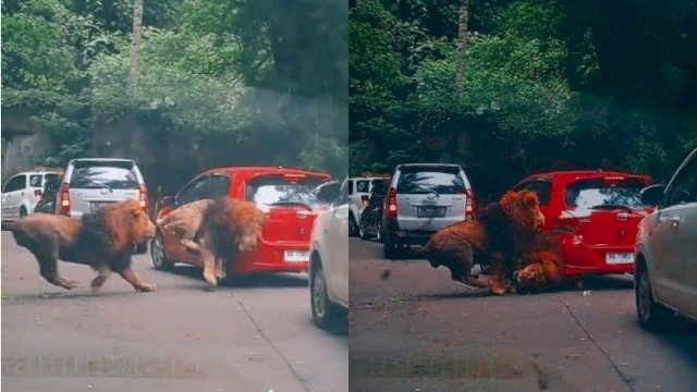 Viral Perkelahian Dua Ekor Singa di Taman Safari Sampai Seruduk Mobil Pengunjung