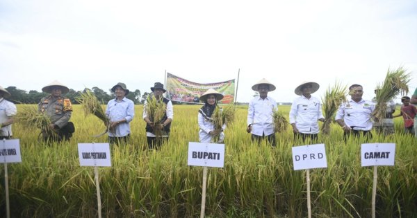 Bupati Luwu Utara Senang Demplot Ge-Lite Korea Tingkatkan Hasil Panen 1,56 Ton/Ha Petani