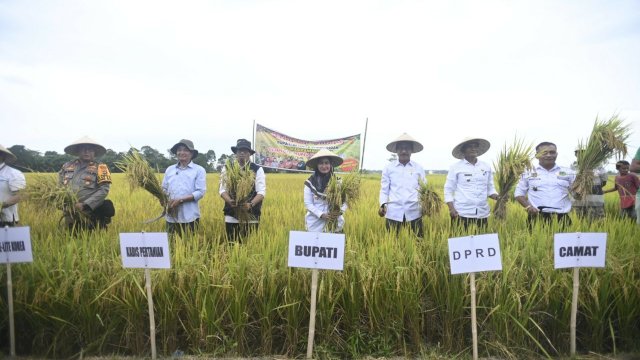 Panen perdana padi demplot dengan menggunakan ge-lite asal Korea Selatan menuai hasil melimpah. Hasil panen kali ini meningkat 1,56 ton/ha yang berlangsung di Dusun Mariri, Desa Banyuurib, Kecamatan Bone-bone (15/2/2023). 