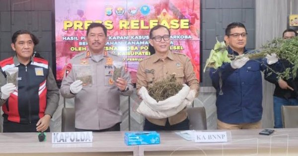 Lahan Ganja di Bone Ternyata Sudah Panen Tiga Kali 