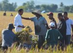Tinjau Panen Raya di Maros, Jokowi Harap Beras Sulsel Bisa &#8216;Hidupi&#8217; Daerah Lain