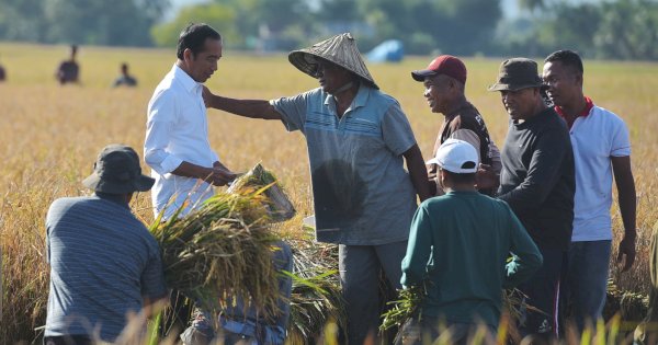 Tinjau Panen Raya di Maros, Jokowi Harap Beras Sulsel Bisa &#8216;Hidupi&#8217; Daerah Lain