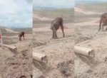 Orang Utan Berjalan Lemas Sambil Gendong Bayinya di Lahan Pertambangan, Badan Kurus dan Bulu Rontok