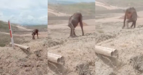 Orang Utan Berjalan Lemas Sambil Gendong Bayinya di Lahan Pertambangan, Badan Kurus dan Bulu Rontok