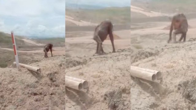 Tangkapan layar video yang memperlihatkan seekor orang utan berada di lahan pertambangan.