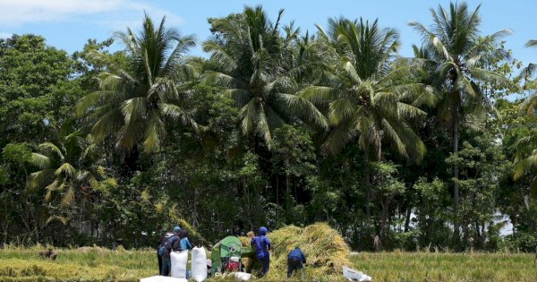 Meningkat Signifikan, Gubernur Andi Sudirman Panen Mandiri Benih di Desa Palakka