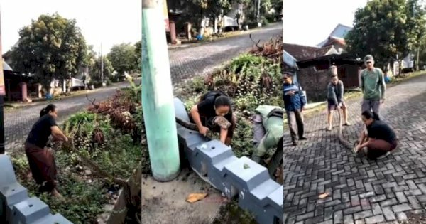 Aksi Seorang Ibu Tangkap Ular dengan Tangan Kosong, Netizen: The Power of Emak-emak