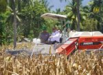 Sebelum Diekspor, Pemprov Gorontalo Ajak Perwakilan Malaysia Ikut Panen Jagung 