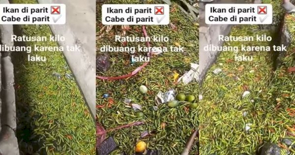 Ratusan Kilogram Cabai Dibuang ke Parit Gegara Tak Laku, Netizen: Sayang Banget