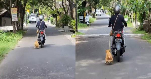 Viral Emak-emak di Bali Tarik Seekor Anjing Pakai Motor, Bikin Netizen Emosi 